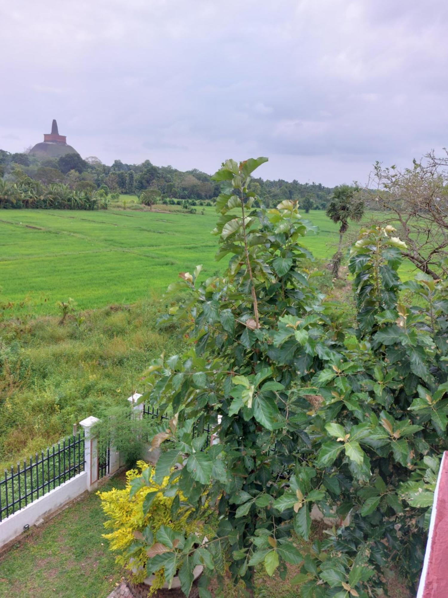 Green Shield Resort Anuradhapura Exteriör bild